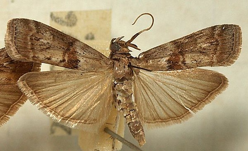 Phycita roborella &copy; <a href="//commons.wikimedia.org/wiki/User:Sarefo" title="User:Sarefo">Sarefo</a>