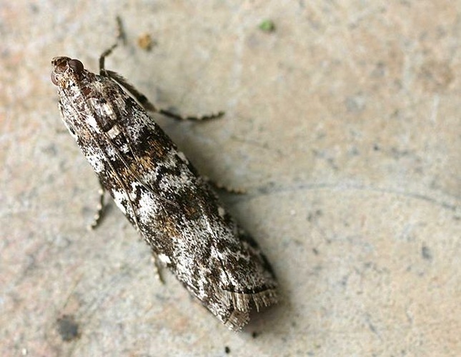 Dioryctria sylvestrella © 