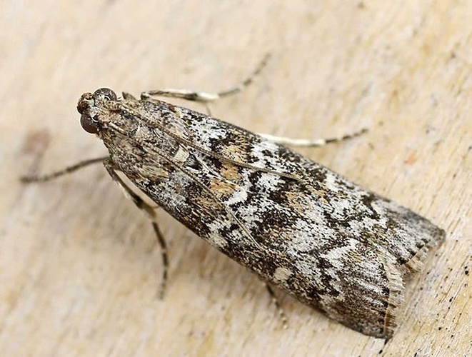 Dioryctria abietella © 