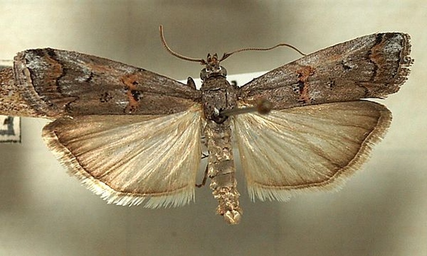 Pempelia palumbella &copy; <a href="//commons.wikimedia.org/wiki/User:Sarefo" title="User:Sarefo">Sarefo</a>