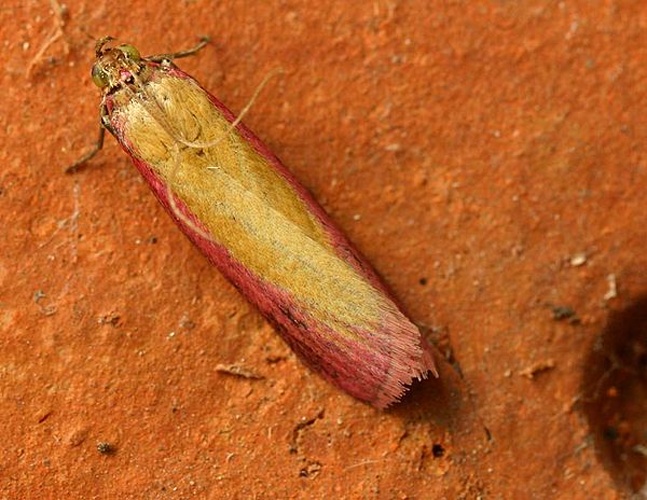 Oncocera semirubella © 