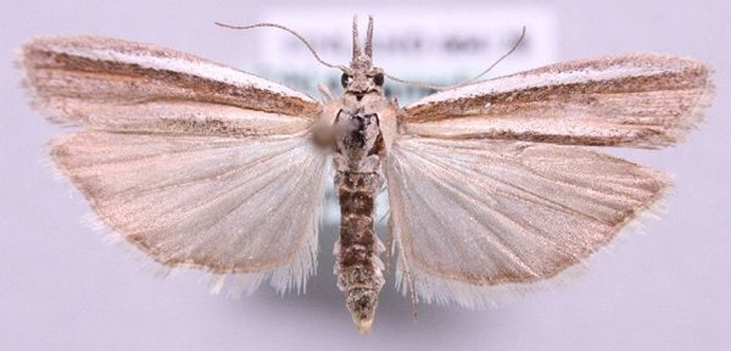 Pima boisduvaliella &copy; Marko Mutanen, University of Oulu