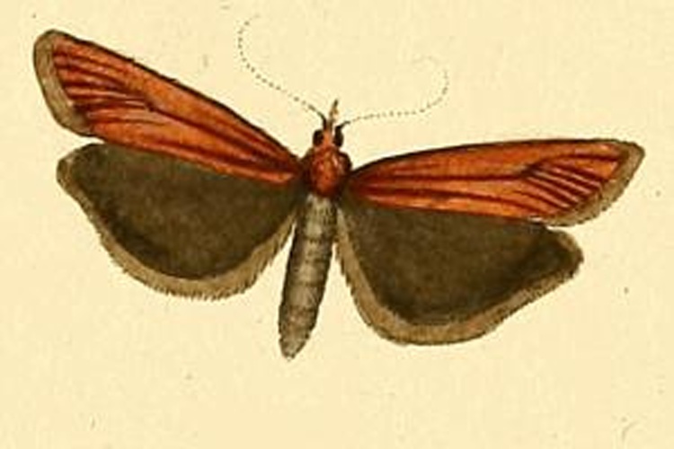 Selagia spadicella &copy; HÜBNER