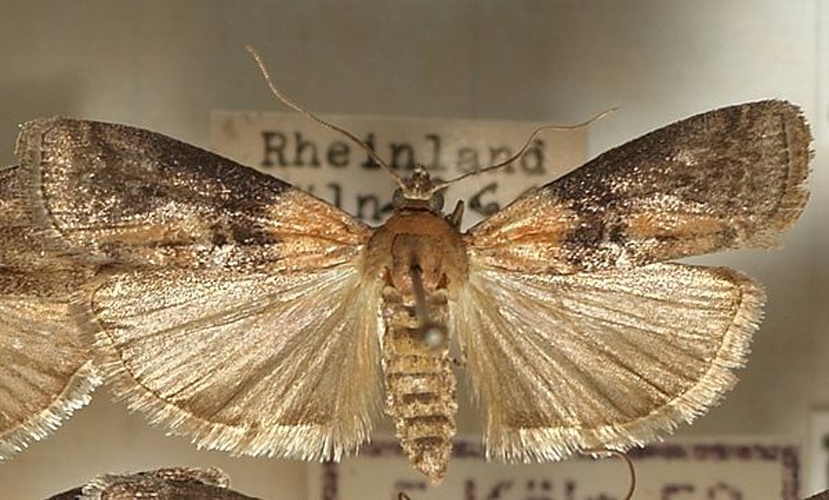 Sciota rhenella &copy; <a href="//commons.wikimedia.org/wiki/User:Sarefo" title="User:Sarefo">Sarefo</a>