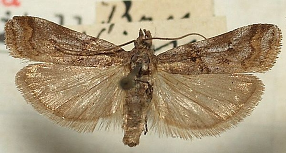 Khorassania compositella &copy; <a href="//commons.wikimedia.org/wiki/User:Sarefo" title="User:Sarefo">Sarefo</a>