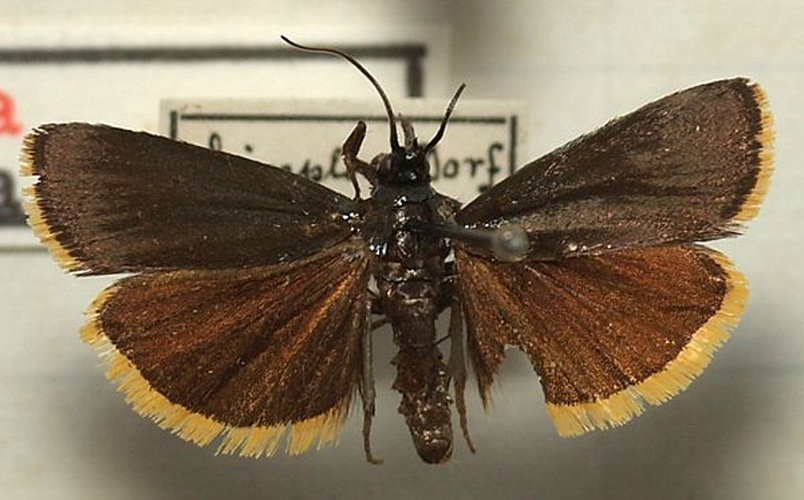 Catastia marginea &copy; <a href="//commons.wikimedia.org/wiki/User:Sarefo" title="User:Sarefo">Sarefo</a>