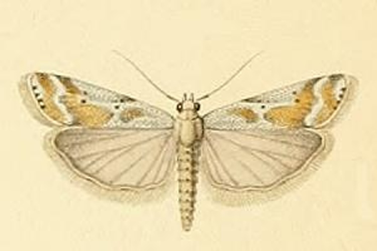 Delplanqueia cortella &copy; CONSTANT