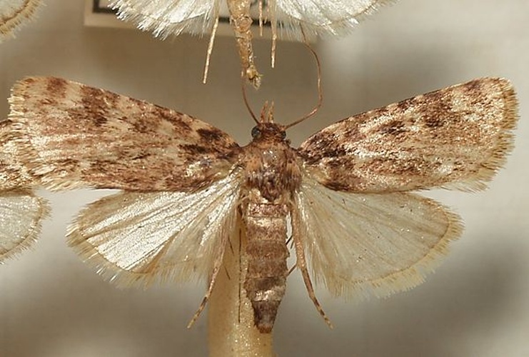 Aglossa caprealis &copy; <a href="//commons.wikimedia.org/wiki/User:Sarefo" title="User:Sarefo">Sarefo</a>