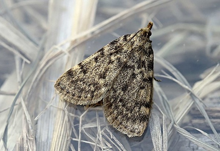 Aglossa pinguinalis &copy; Entomart