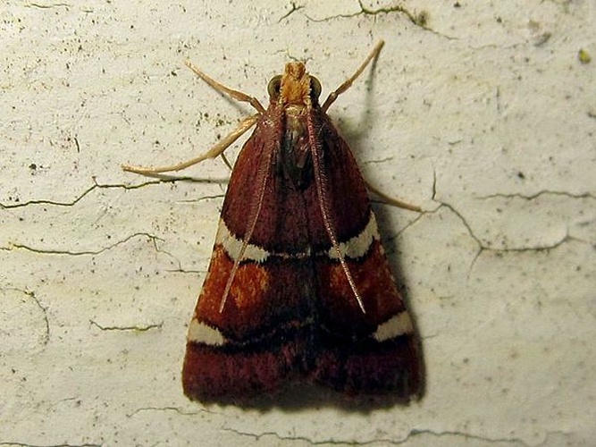 Pyralis regalis &copy; Olavi Niemi