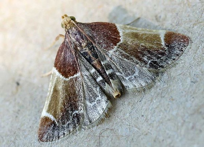 Pyralis farinalis © 