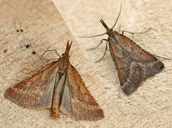 Synaphe punctalis &copy; 