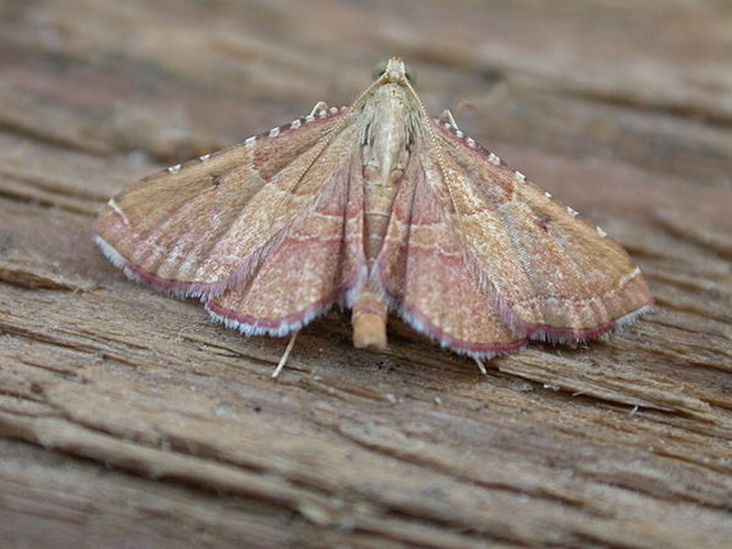 Endotricha flammealis &copy; dhobern