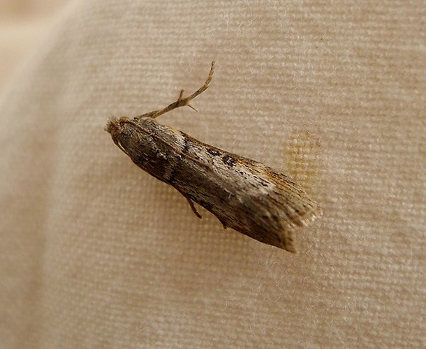 Lamoria anella © <a rel="nofollow" class="external text" href="https://www.flickr.com/people/43272765@N04">gailhampshire</a> from Cradley, Malvern, U.K