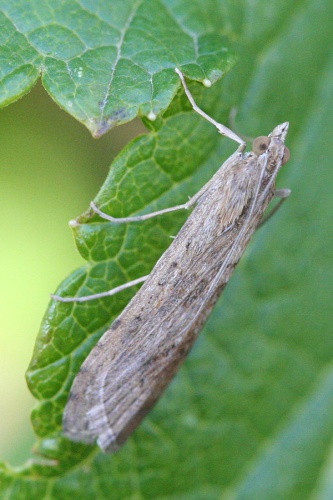 Nomophila noctuella © No machine-readable author provided. <a href="//commons.wikimedia.org/wiki/User:Svdmolen" title="User:Svdmolen">Svdmolen</a> assumed (based on copyright claims).