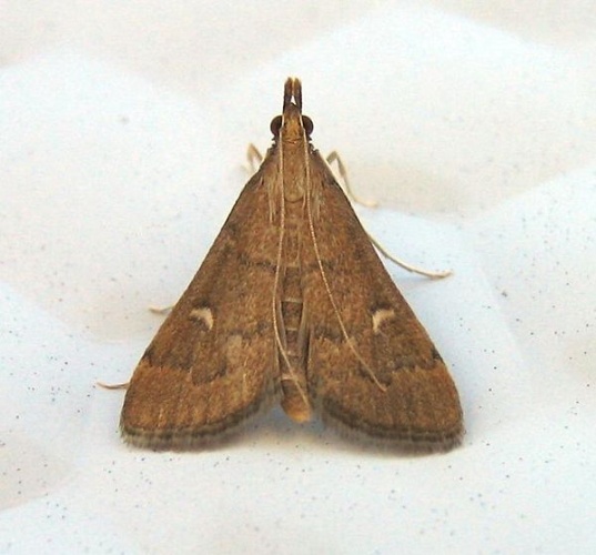 Dolicharthria punctalis &copy; <a href="https://de.wikipedia.org/wiki/Benutzer:Engeser" class="extiw" title="de:Benutzer:Engeser">de:Benutzer:Engeser</a>, uploaded by <a href="//commons.wikimedia.org/wiki/User:Fvlamoen" class="mw-redirect" title="User:Fvlamoen">User:Fvlamoen</a>