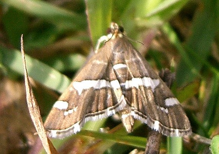 Spoladea recurvalis © KENPEI