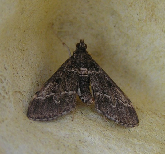 Duponchelia fovealis © <a href="//commons.wikimedia.org/wiki/User:Fvlamoen" class="mw-redirect" title="User:Fvlamoen">Fvlamoen</a>