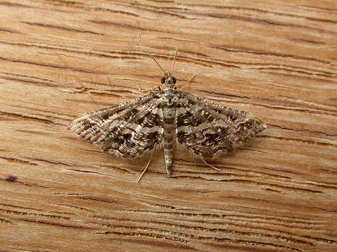 Diasemiopsis ramburialis © <a rel="nofollow" class="external text" href="https://www.flickr.com/people/25401497@N02">Donald Hobern</a>