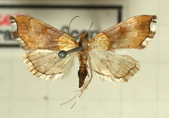 Agrotera nemoralis © <a href="//commons.wikimedia.org/wiki/User:Sarefo" title="User:Sarefo">Sarefo</a>