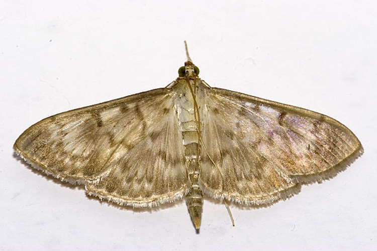 Pleuroptya ruralis © Please report references to <a rel="nofollow" class="external text" href="mailto:olei@despammed.com">olei@despammed.com</a>.