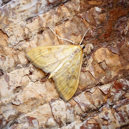 Paratalanta hyalinalis © <a rel="nofollow" class="external text" href="https://www.flickr.com/people/33398884@N03">Ben Sale</a> from UK