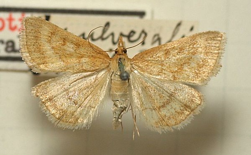 Psammotis pulveralis © <a href="//commons.wikimedia.org/wiki/User:Sarefo" title="User:Sarefo">Sarefo</a>