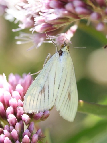 Sitochroa palealis © No machine-readable author provided. <a href="//commons.wikimedia.org/wiki/User:Svdmolen" title="User:Svdmolen">Svdmolen</a> assumed (based on copyright claims).