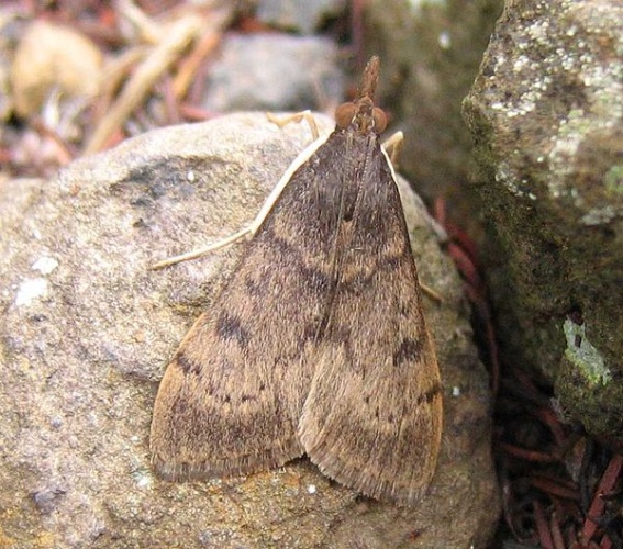 Uresiphita gilvata © <a href="//commons.wikimedia.org/wiki/User:Engeser" title="User:Engeser">Engeser</a>