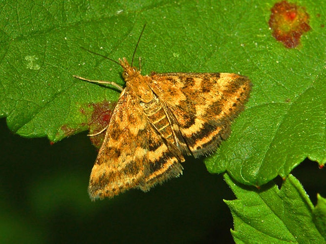 Pyrausta despicata © <a href="//commons.wikimedia.org/wiki/User:Hectonichus" title="User:Hectonichus">Hectonichus</a>