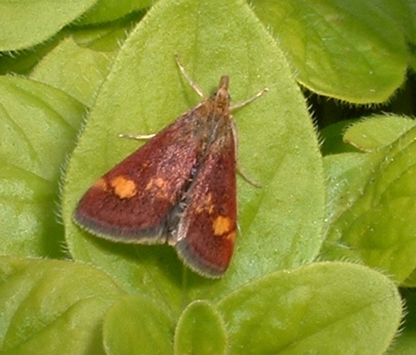 Mint moth © No machine-readable author provided. <a href="//commons.wikimedia.org/wiki/User:Seglea" title="User:Seglea">Seglea</a> assumed (based on copyright claims).