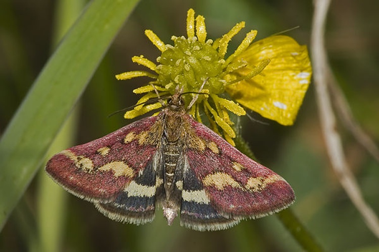 Pyrausta purpuralis © picture taken by <a href="https://de.wikipedia.org/wiki/User:olei" class="extiw" title="de:User:olei">Olaf Leillinger</a>