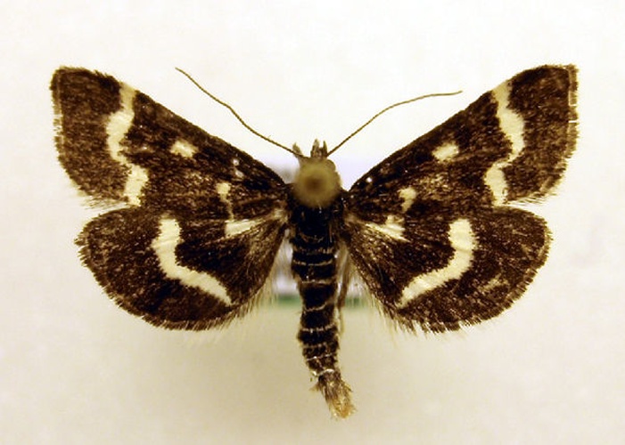 Pyrausta nigrata &copy; Marko Mutanen, University of Oulu