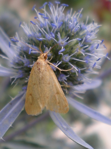 Achyra nudalis © <a href="//commons.wikimedia.org/wiki/User:Hinox" title="User:Hinox">Joan Carles Hinojosa Galisteo</a>