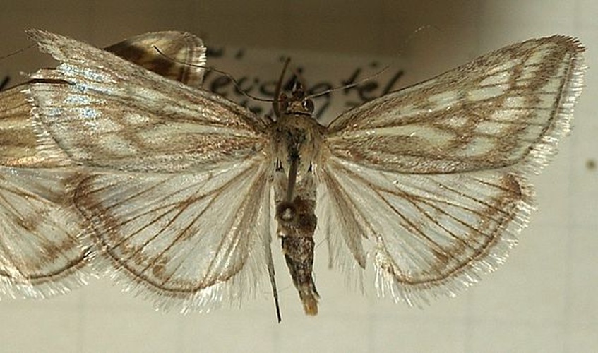 Loxostege virescalis © <a href="//commons.wikimedia.org/wiki/User:Sarefo" title="User:Sarefo">Sarefo</a>