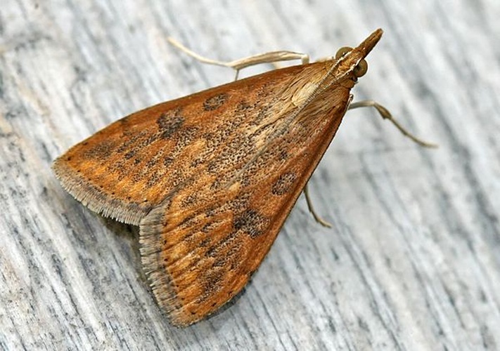 Udea ferrugalis &copy; 