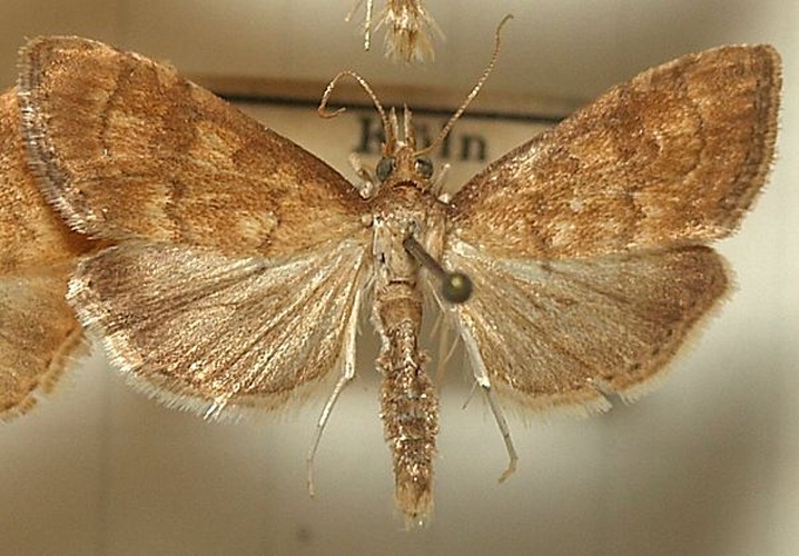 Udea fulvalis © <a href="//commons.wikimedia.org/wiki/User:Sarefo" title="User:Sarefo">Sarefo</a>