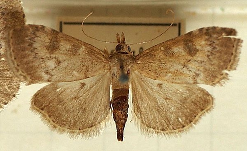 Udea prunalis © <a href="//commons.wikimedia.org/wiki/User:Sarefo" title="User:Sarefo">Sarefo</a>