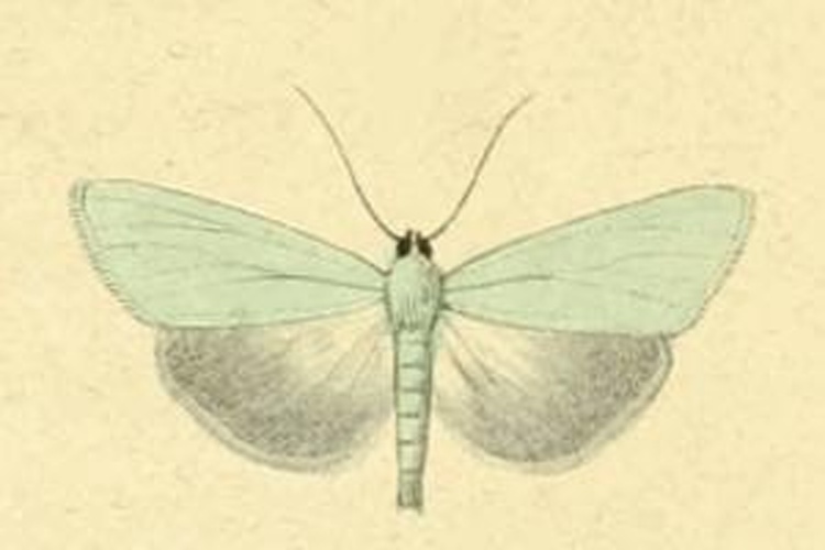 Udea rhododendronalis © <bdi><a href="https://en.wikipedia.org/wiki/en:Philog%C3%A8ne_Auguste_Joseph_Duponchel" class="extiw" title="w:en:Philogène Auguste Joseph Duponchel">Philogène Auguste Joseph Duponchel</a>
</bdi>