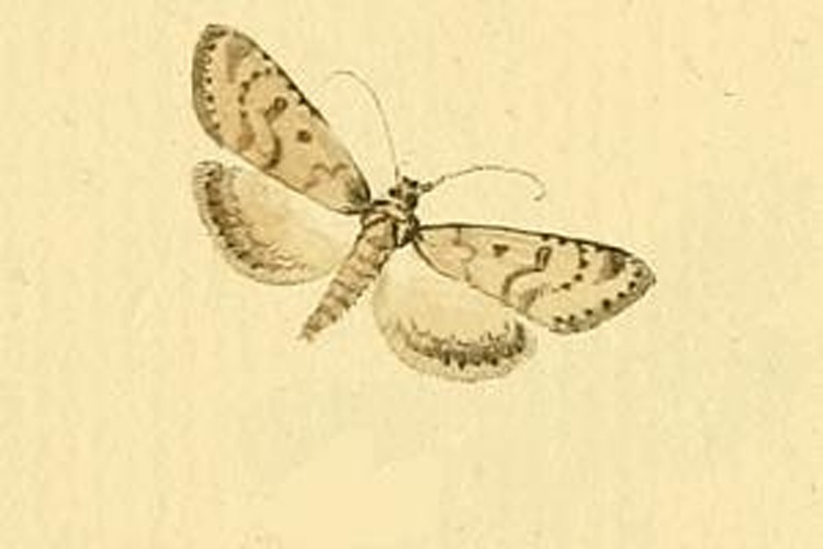 Udea numeralis © HÜBNER