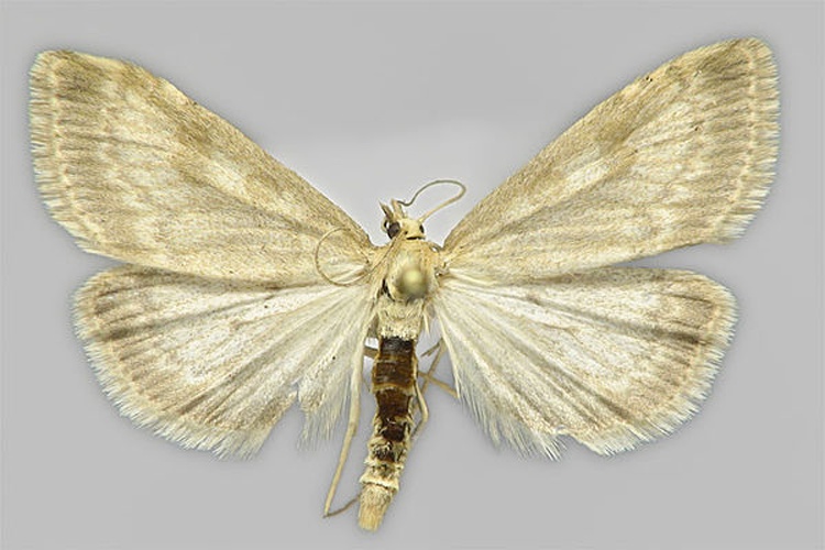 Udea decrepitalis &copy; E. Hujanen