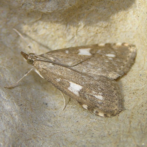 Udea olivalis &copy; <a href="//commons.wikimedia.org/wiki/User:Fvlamoen" class="mw-redirect" title="User:Fvlamoen">Fvlamoen</a>