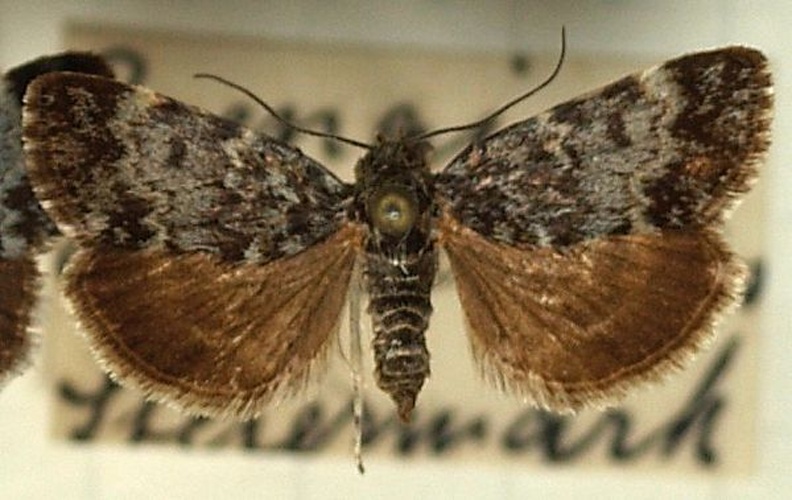 Orenaia alpestralis &copy; <a href="//commons.wikimedia.org/wiki/User:Sarefo" title="User:Sarefo">Sarefo</a>