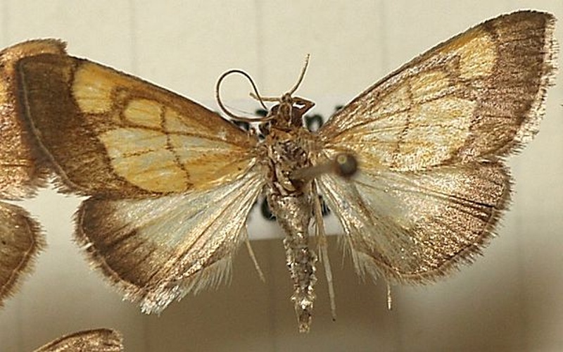 Evergestis limbata © <a href="//commons.wikimedia.org/wiki/User:Sarefo" title="User:Sarefo">Sarefo</a>