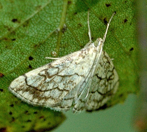 Evergestis pallidata &copy; James K. Lindsey