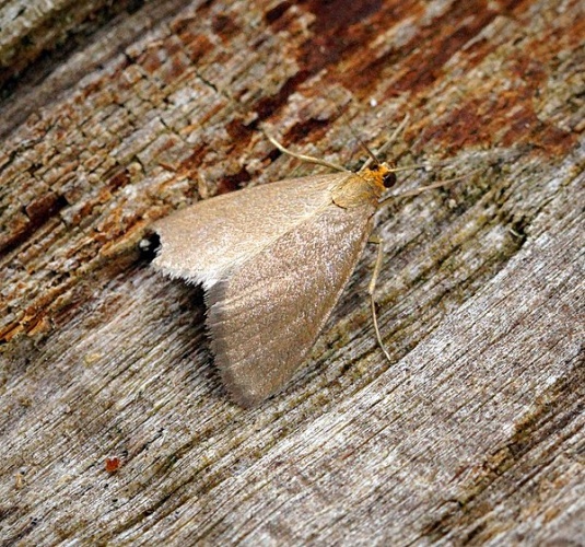 Evergestis aenealis © <a rel="nofollow" class="external text" href="https://www.flickr.com/people/33398884@N03">Ben Sale</a> from UK