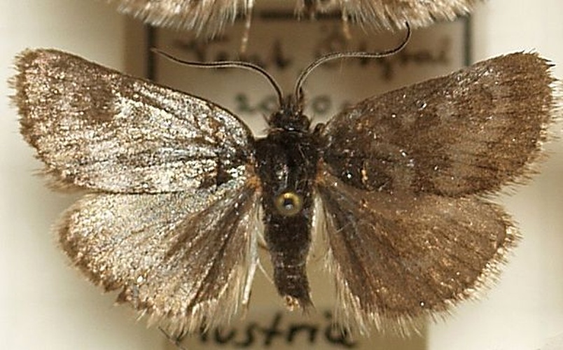 Metaxmeste phrygialis &copy; <a href="//commons.wikimedia.org/wiki/User:Sarefo" title="User:Sarefo">Sarefo</a>