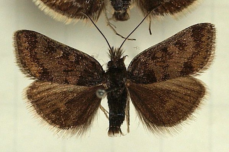 Metaxmeste schrankiana © <a href="//commons.wikimedia.org/wiki/User:Sarefo" title="User:Sarefo">Sarefo</a>