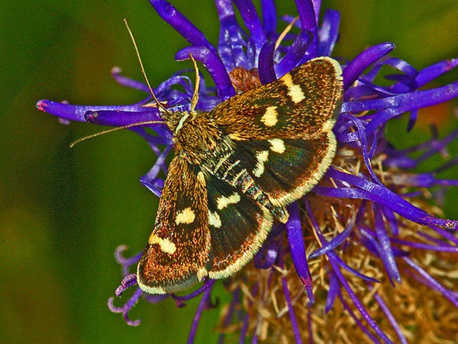 Eurrhypis pollinalis &copy; <a href="//commons.wikimedia.org/wiki/User:Hectonichus" title="User:Hectonichus">Hectonichus</a>