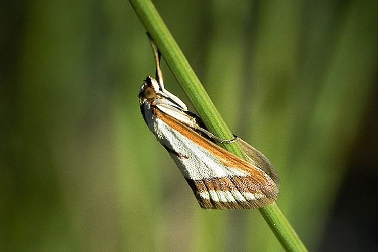 Emprepes pudicalis © www.invertebradosdehuesca.com